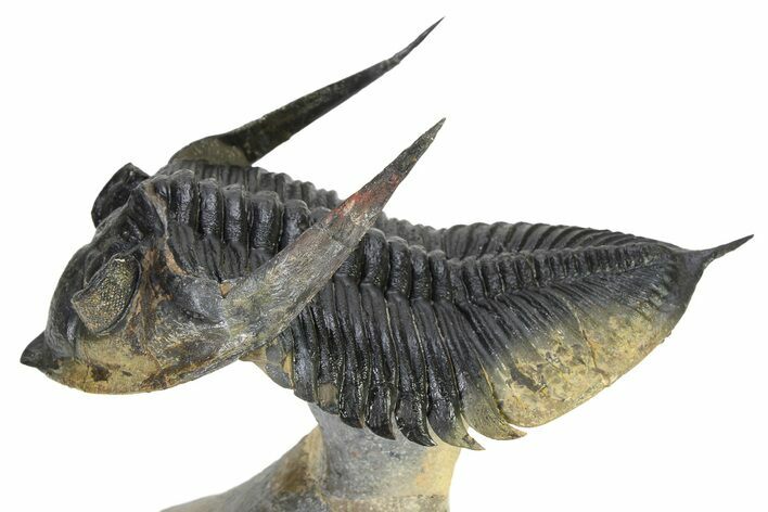 Flying Zlichovaspis Trilobite - Atchana, Morocco #325664